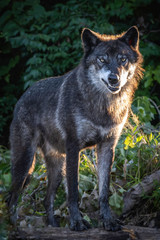 Obraz premium Wolf in the Light of the Setting Sun