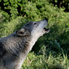 A wolf howls in the setting sun