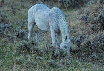 Obraz premium white horse grazing in a field