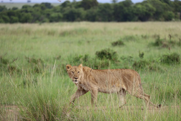 Lioness hunting in Kenya, Africa