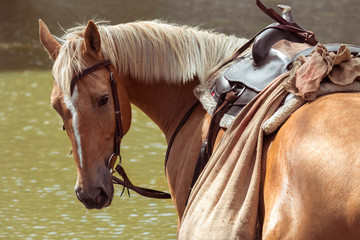 Red horse quarterbacks with a light mane with a saddle on the back. Cowboy stallion.