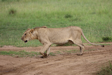 Lioness hunting in Kenya, Africa