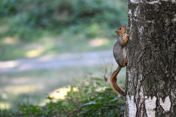 Ground squirrel clings to side of tree on beautiful summer day.