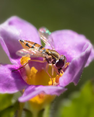 Close up of hoverfly licking nectar in purple and yellow flower