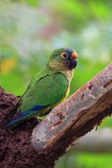photo of a Peach-fronted Parakeet (Eupsittula aurea) kperched on a termite mound in a tree.
