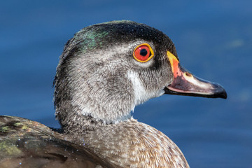 Extreme close up portrait of Wood duck head against blue water