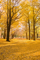 Fototapeta premium Autumn Park