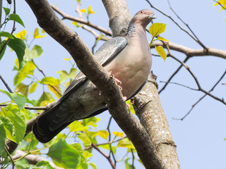 bird on a branch