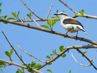 bird on a branch