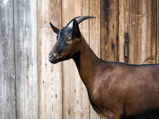 goats walk on the farm