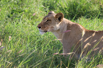 Lioness in tall grass in Kenya, Africa