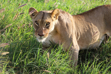Lioness in tall grass in Kenya, Africa