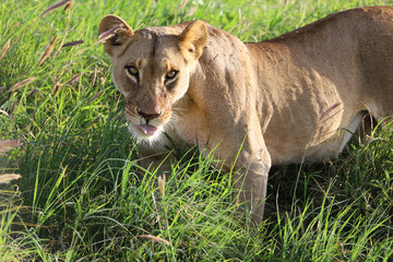 Lioness in tall grass in Kenya, Africa