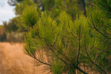 pine branches and needles