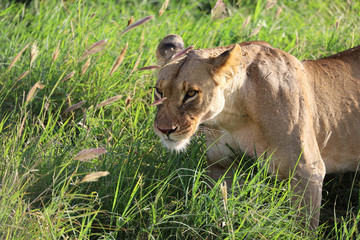 Lioness in tall grass in Kenya, Africa