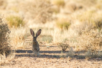 jack rabbit in the desert