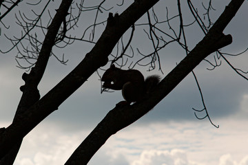 close up isolated image of the silhouette of an eastern gray squirrel on a tree branch with no...