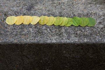 Landart mit rund geschnittenen Blättern als Farbspiel 
