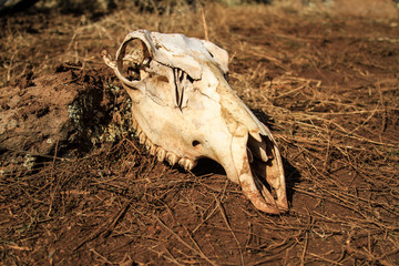 skull of a dead animal