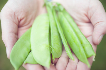 hands holding green snap peas