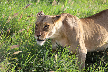 Lioness in tall grass in Kenya, Africa