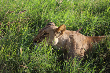 Naklejka na ściany i meble Lioness in tall grass in Kenya, Africa
