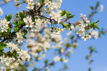 Branches of blossoming apricot macro