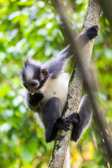 Fototapeta premium Bukit Lawang, a jewel in the Sumatran jungle and home for the Orang Utan