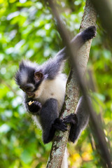 Bukit Lawang, a jewel in the Sumatran jungle and home for the Orang Utan