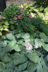 Closeup of colorful pink and purple blooming and green leaves in the garden