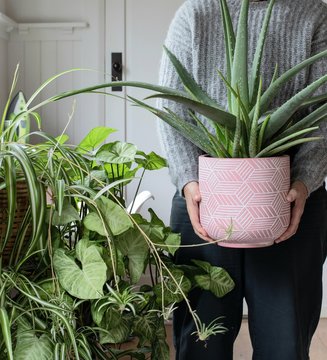 Person Holding Aloe Vera Potted Plant In Pink Pot With  Indoor Plants