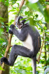 Bukit Lawang, a jewel in the Sumatran jungle and home for the Orang Utan