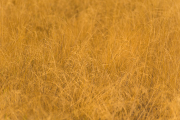 backlit summer ground plants in summer