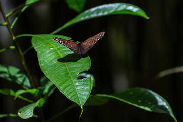 Bukit Lawang, a jewel in the Sumatran jungle and home for the Orang Utan