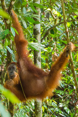 Bukit Lawang, a jewel in the Sumatran jungle and home for the Orang Utan