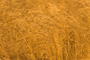 backlit summer ground plants in summer