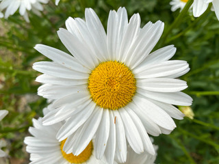 Obraz premium Daisies in a field with grass, Wonderful fabulous daisies on a meadow in summer.