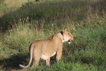 Fototapeta na wymiar Lioness in tall grass in Kenya, Africa