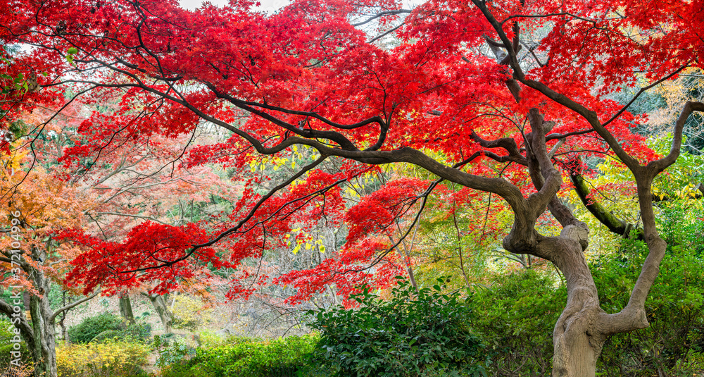 Wall mural red japanese maple tree during autumn season, japan
