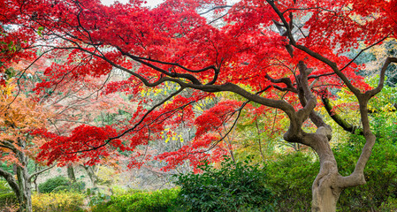 Red japanese maple tree during autumn season, Japan