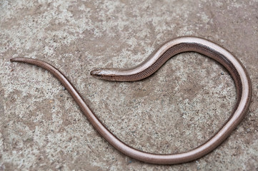 Anguis fragilis, a reptile native, also called a deaf adder, a slowworm, a blindworm, or a long-cripple