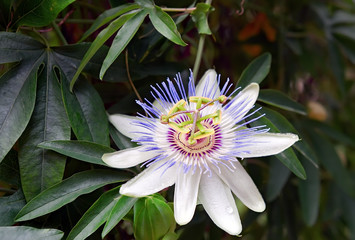 Closeup of Passiflora, the passion flower