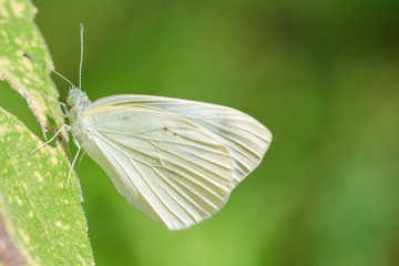 モンシロチョウ　
Cabbage butterfly