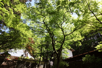 寺院の境内の新緑