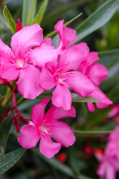 Vertical image of the foliage (leaves) and flowers of oleander (Nerium oleander)