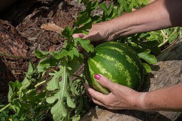 Harvesting a watermelon from our backyard garden here in Windsor NY