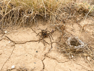 giant spider on the soil dehydrated in nature