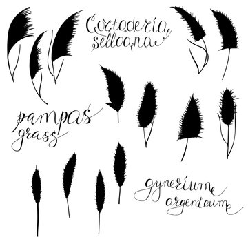 Vector illustration, silhouettes of pampas grass, lettering. Print for design paper, fabric, interior