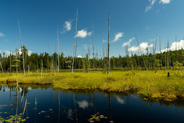 Obraz premium Canadian lake landscape with skeleton spruce trees under blue skies