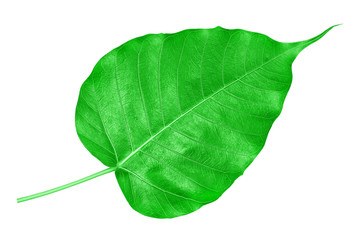 Green bodhi leaf isolated on white background